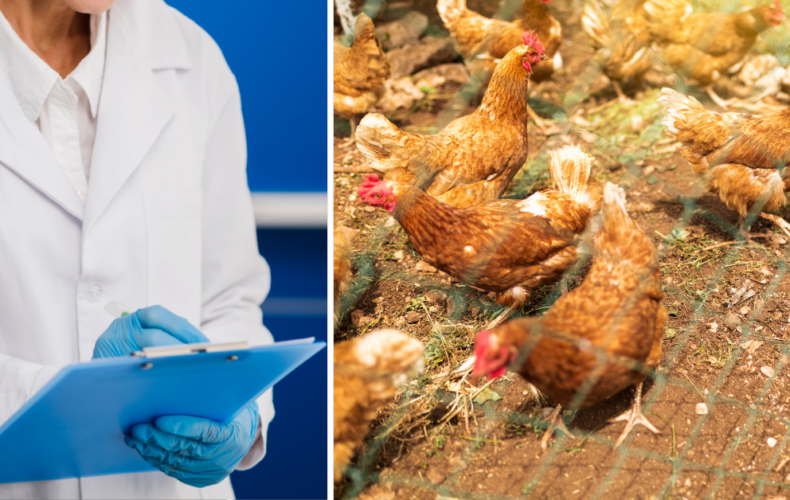 Kúsok od Serede bol potvrdený prípad vtáčej chrípky. Veterinárna správa zavádza prísne opatrenia