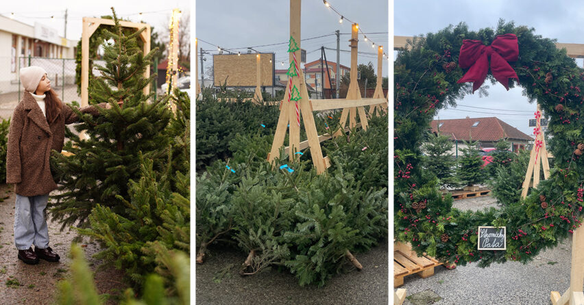 Nádherné vianočné stromčeky kúpite v Pate aj v Seredi. Rodina Sýkorová prináša krásne dánske jedličky, venčeky a čarovnú sviatočnú atmosféru
